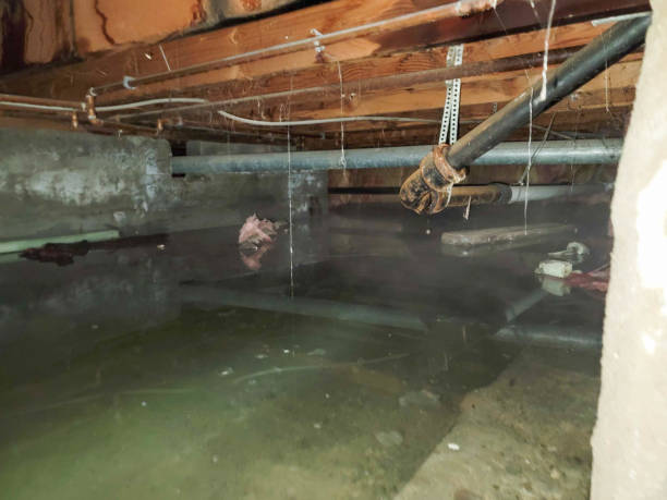 Best Professional water damage repair  in Lester Prairie, MN