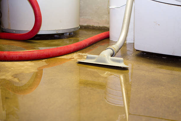 Best Basement water damage restoration  in Lester Prairie, MN